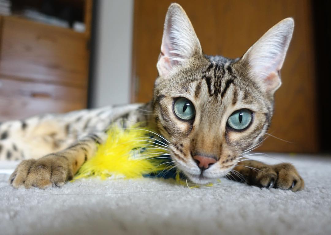 爱游戏多端接入-NBA新秀榜更新，文班亚马继续高居第一，nba新秀榜眼